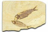 Plate With Two Fossil Fish (Knightia) - Wyoming #367497-1